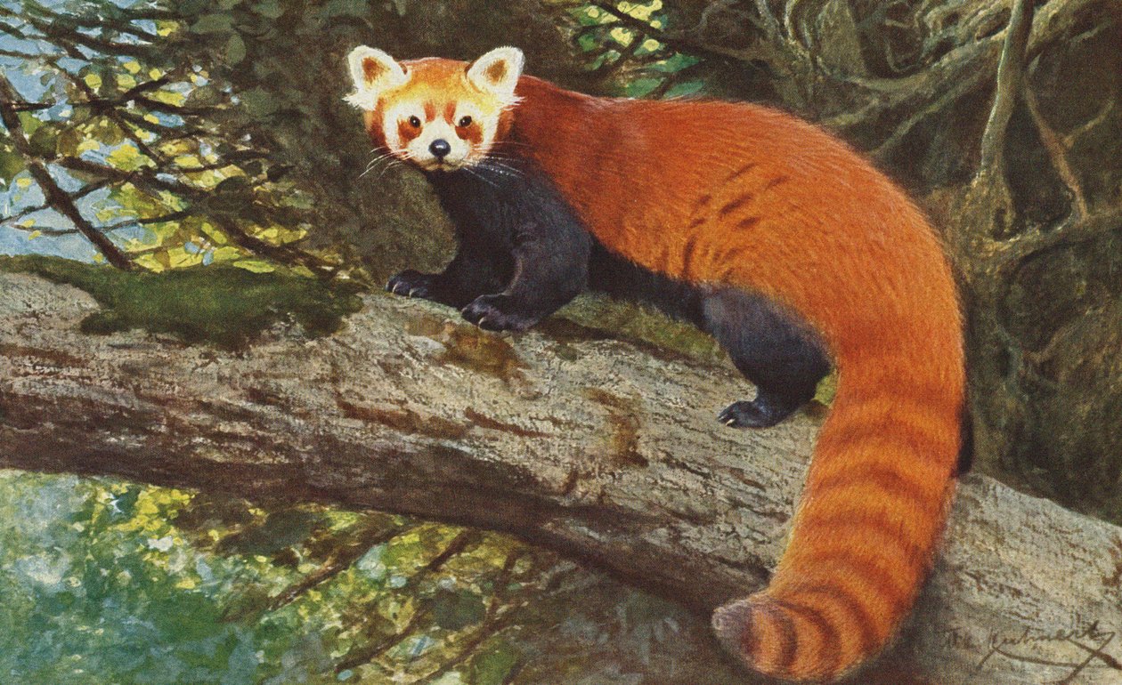 Červená panda kolem roku 1900 od Alfred Brehm