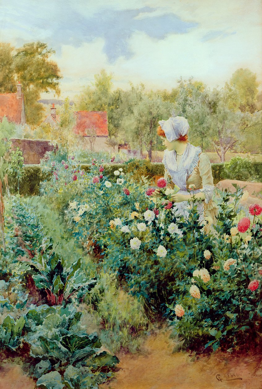 Jiřiny, 1896 od Alfred, Jr. Glendening