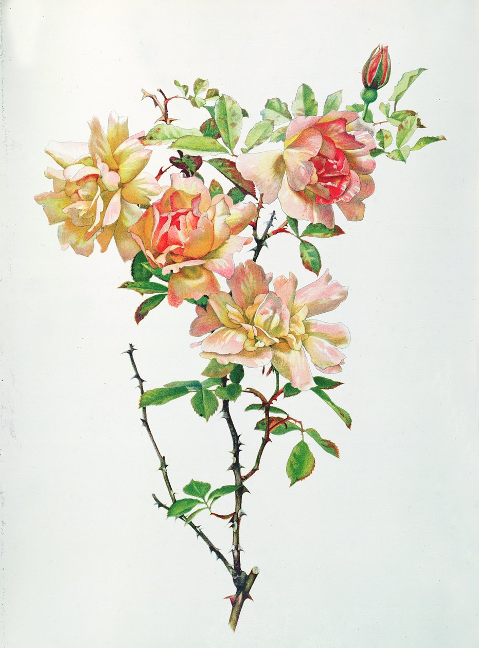 Rosa Chinensis od Alfred Parsons