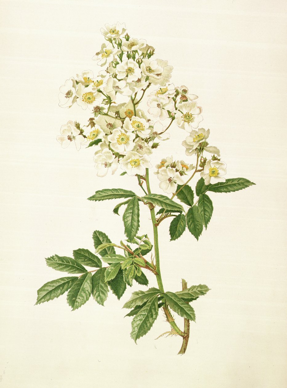Rosa multiflora od Alfred Parsons