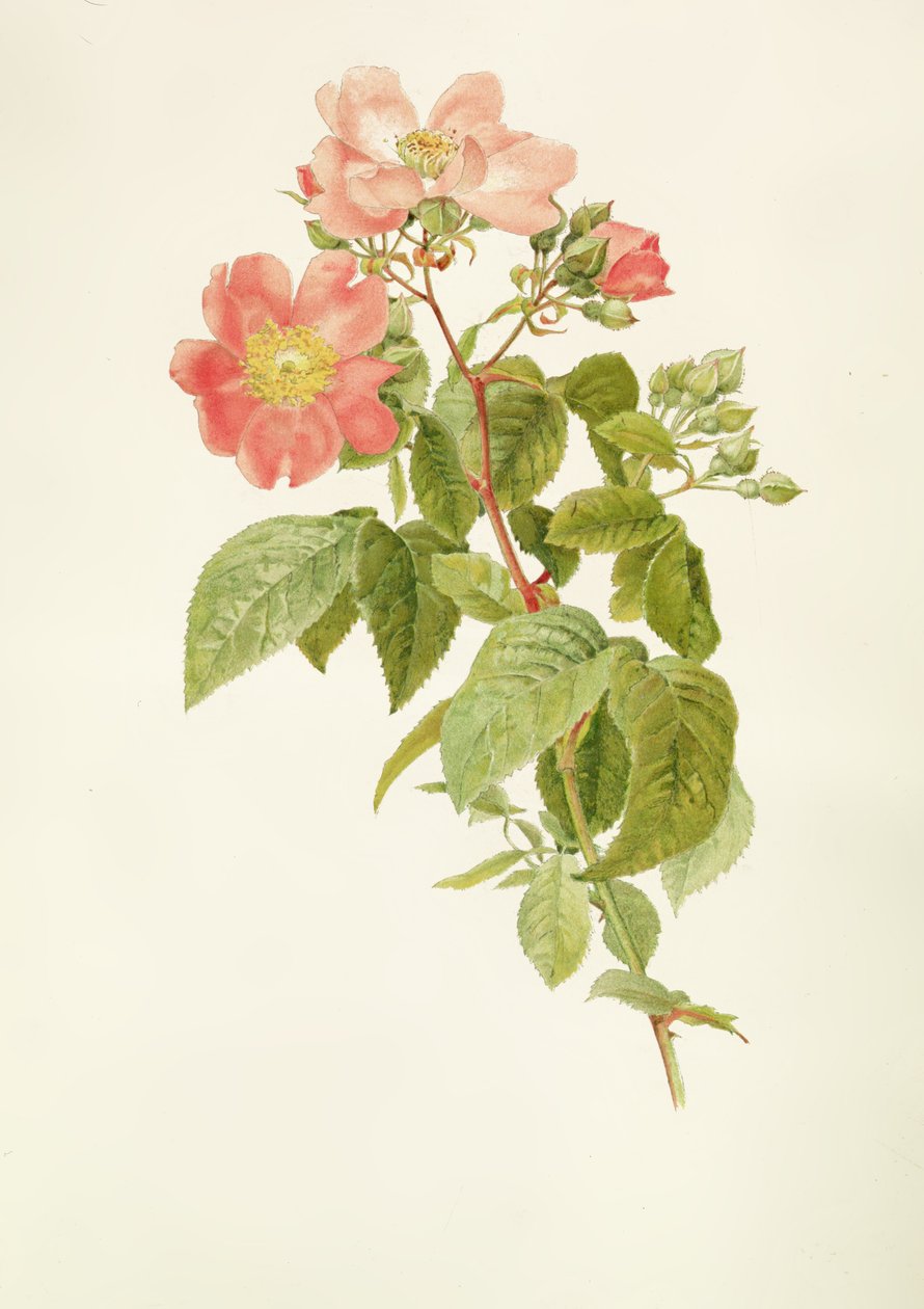 Rosa setigera (Prérijní růže), autor: Alfred Parsons (1847-1920) od Alfred Parsons