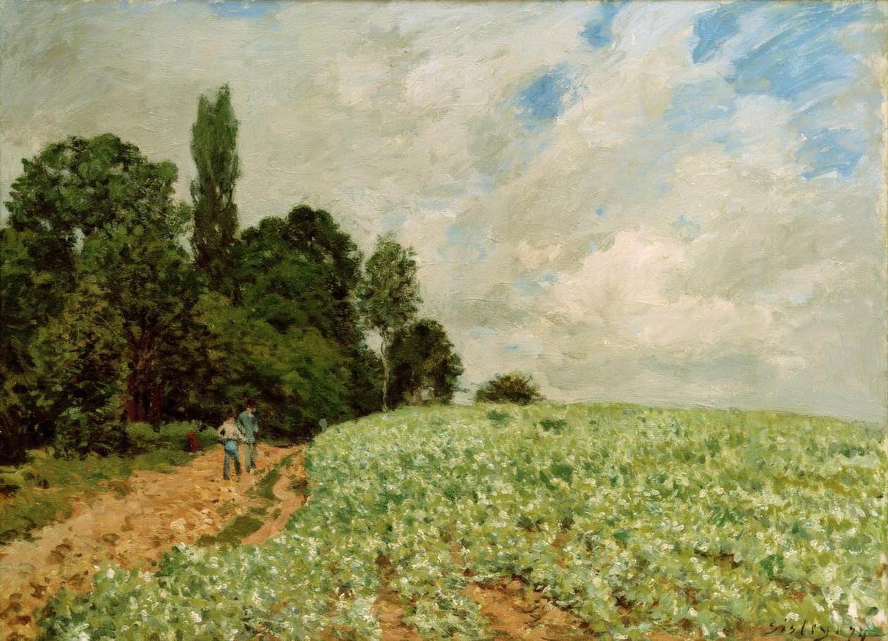 Jetelové pole od Alfred Sisley