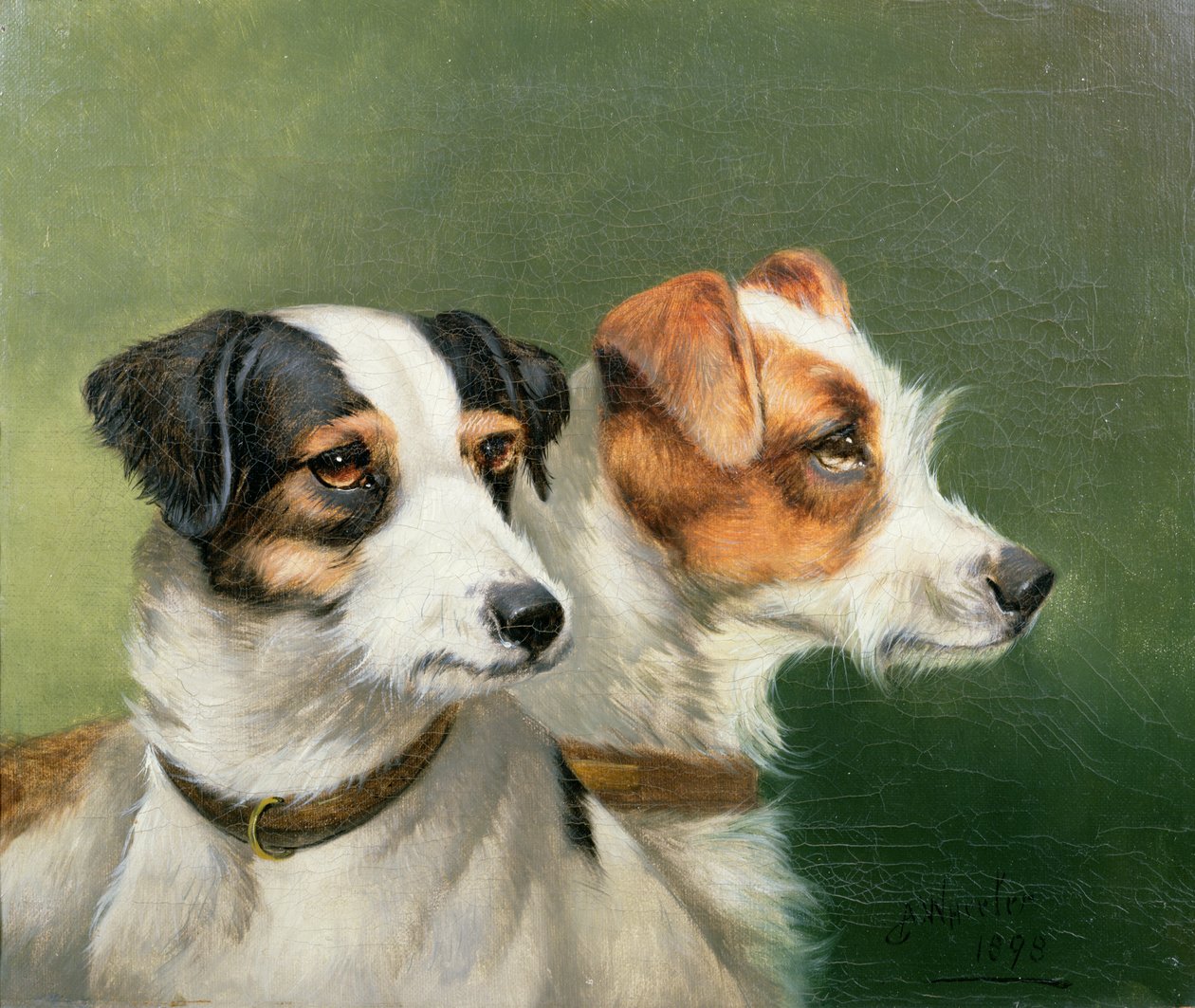 Dva foxteriéři, 1898 od John Alfred Wheeler