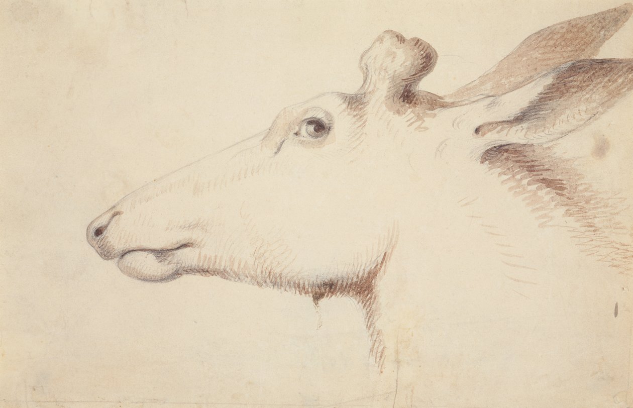 Elk. c.1837 (kresba) od Alfred Jacob Miller