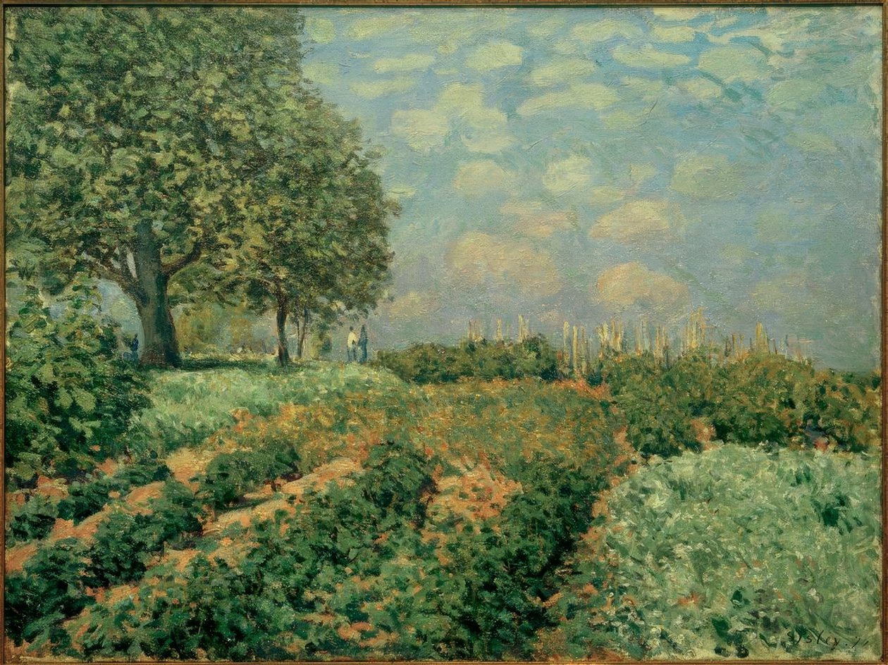 Pole od Alfred Sisley