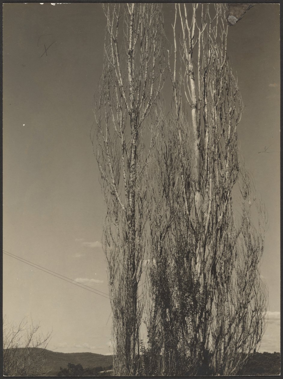 [Umírající topoly, jezero George] od Alfred Stieglitz