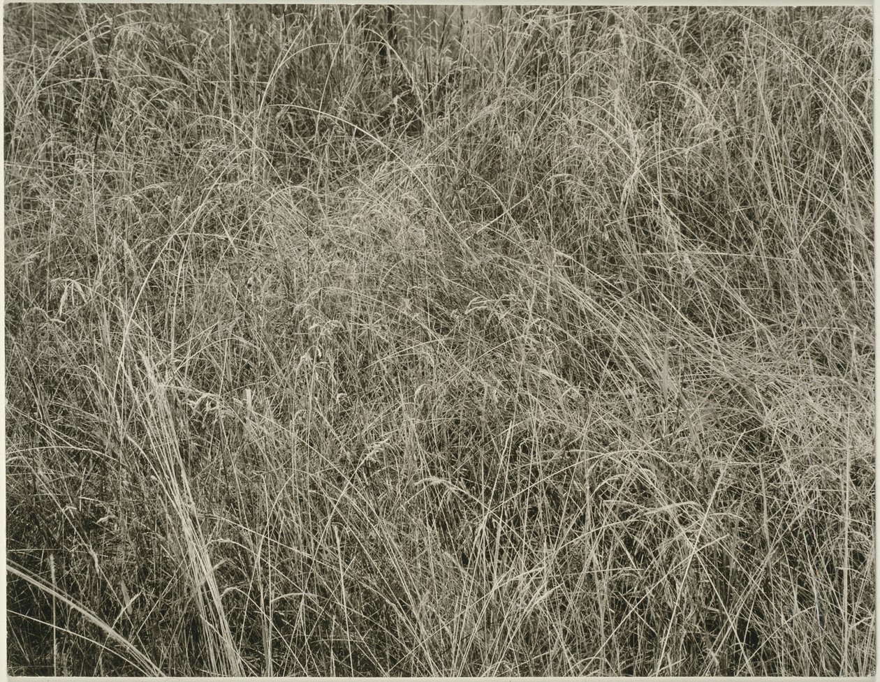 Tráva od Alfred Stieglitz
