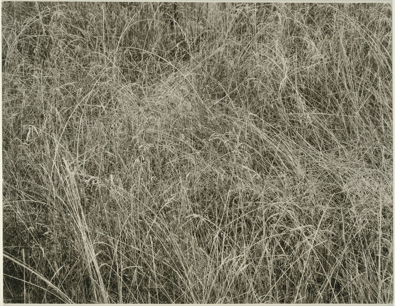 Tráva, 1933. od Alfred Stieglitz