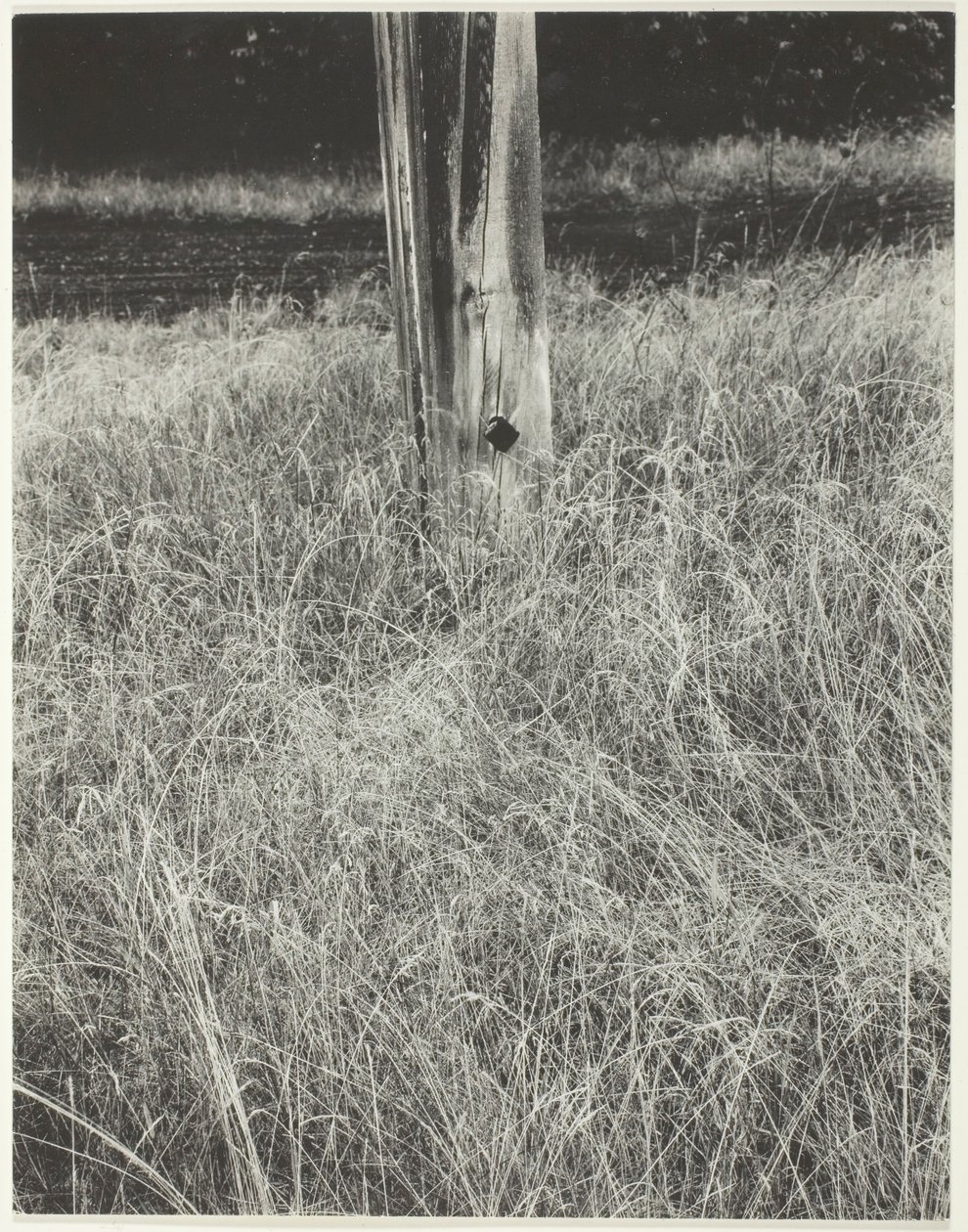 Tráva a stožár, 1933. od Alfred Stieglitz