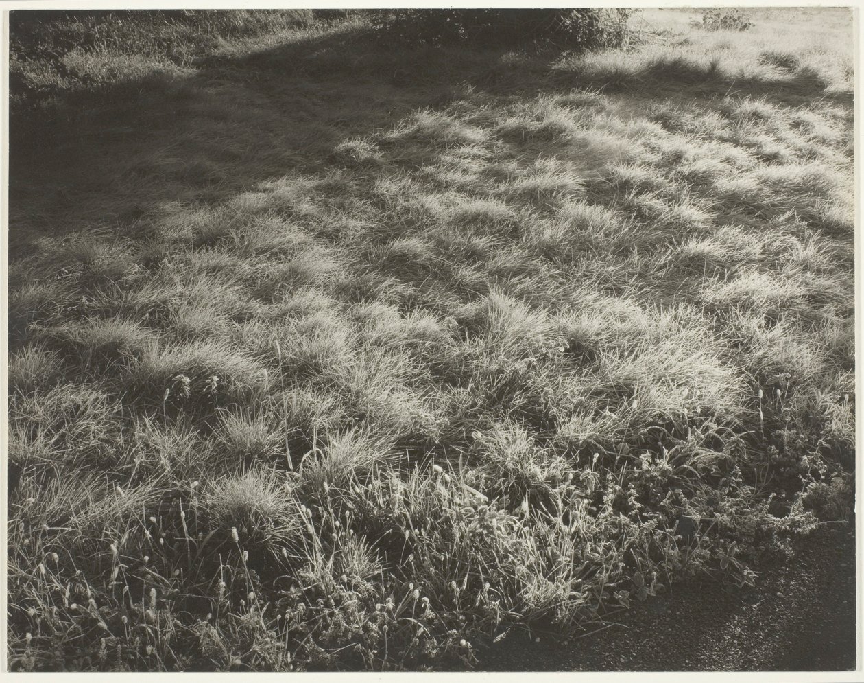 Tráva a mráz od Alfred Stieglitz
