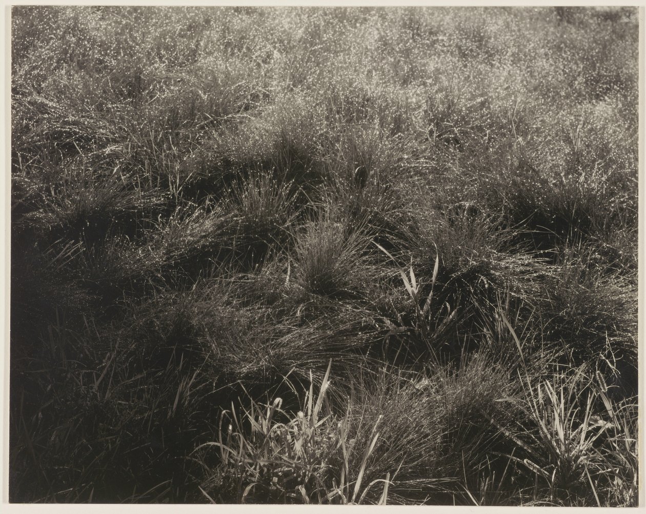 Trávy od Alfred Stieglitz