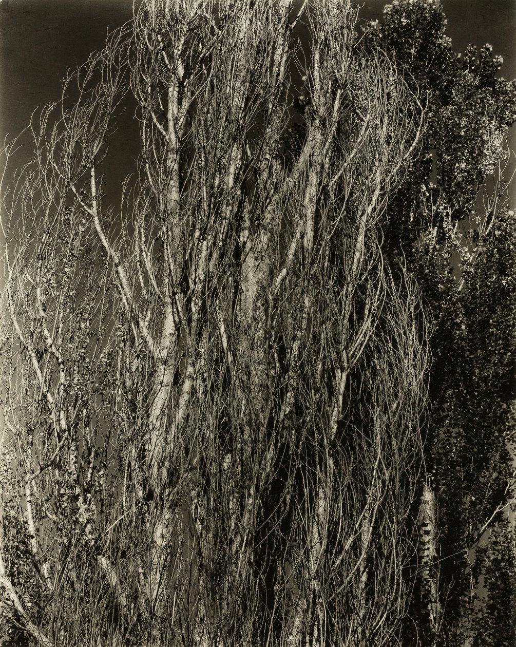 Topoly — Lake George, 1932. od Alfred Stieglitz