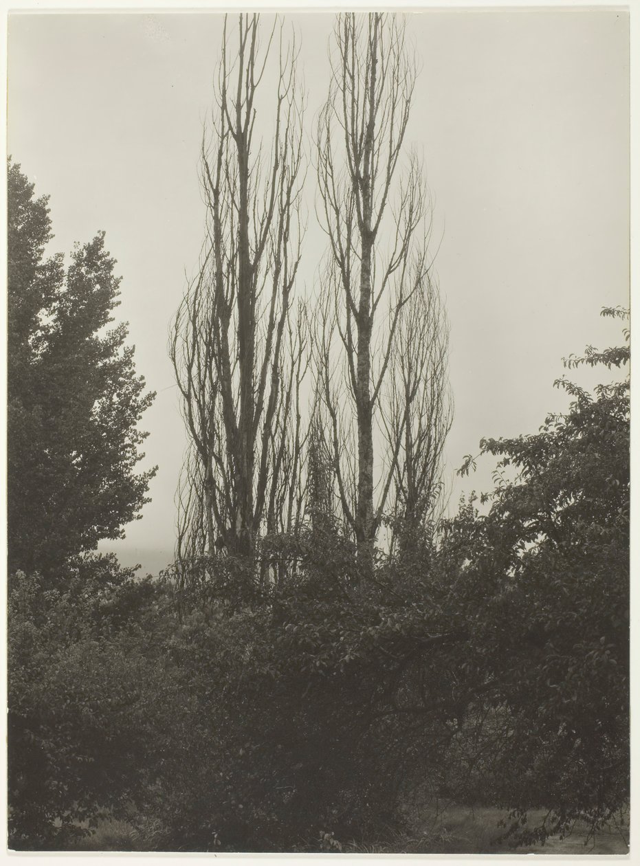 Topoly - Lake George, 1935. od Alfred Stieglitz