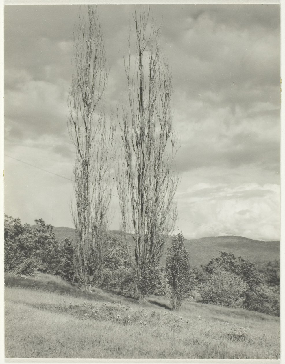 Poplars Lake George od Alfred Stieglitz