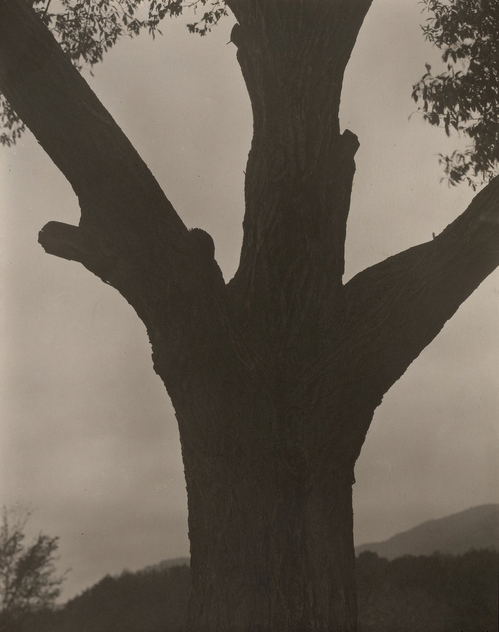 Umírající kaštan, 1919. od Alfred Stieglitz