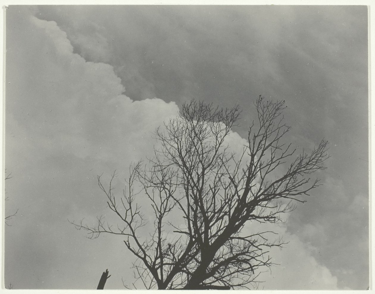 Sada stromů 3 od Alfred Stieglitz