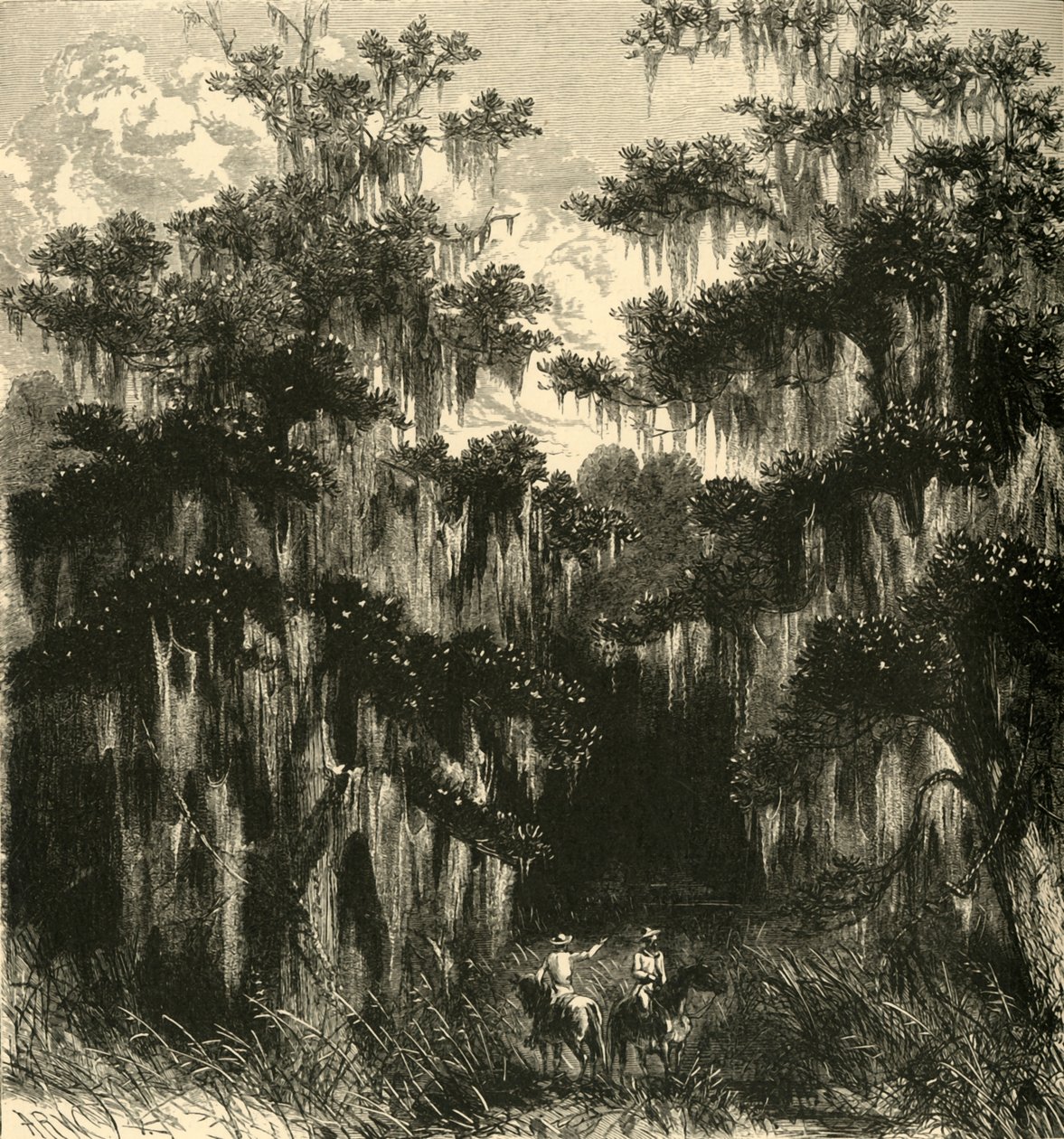 "Magnolia Swamp", 1872. od Alfred Rudolph Waud