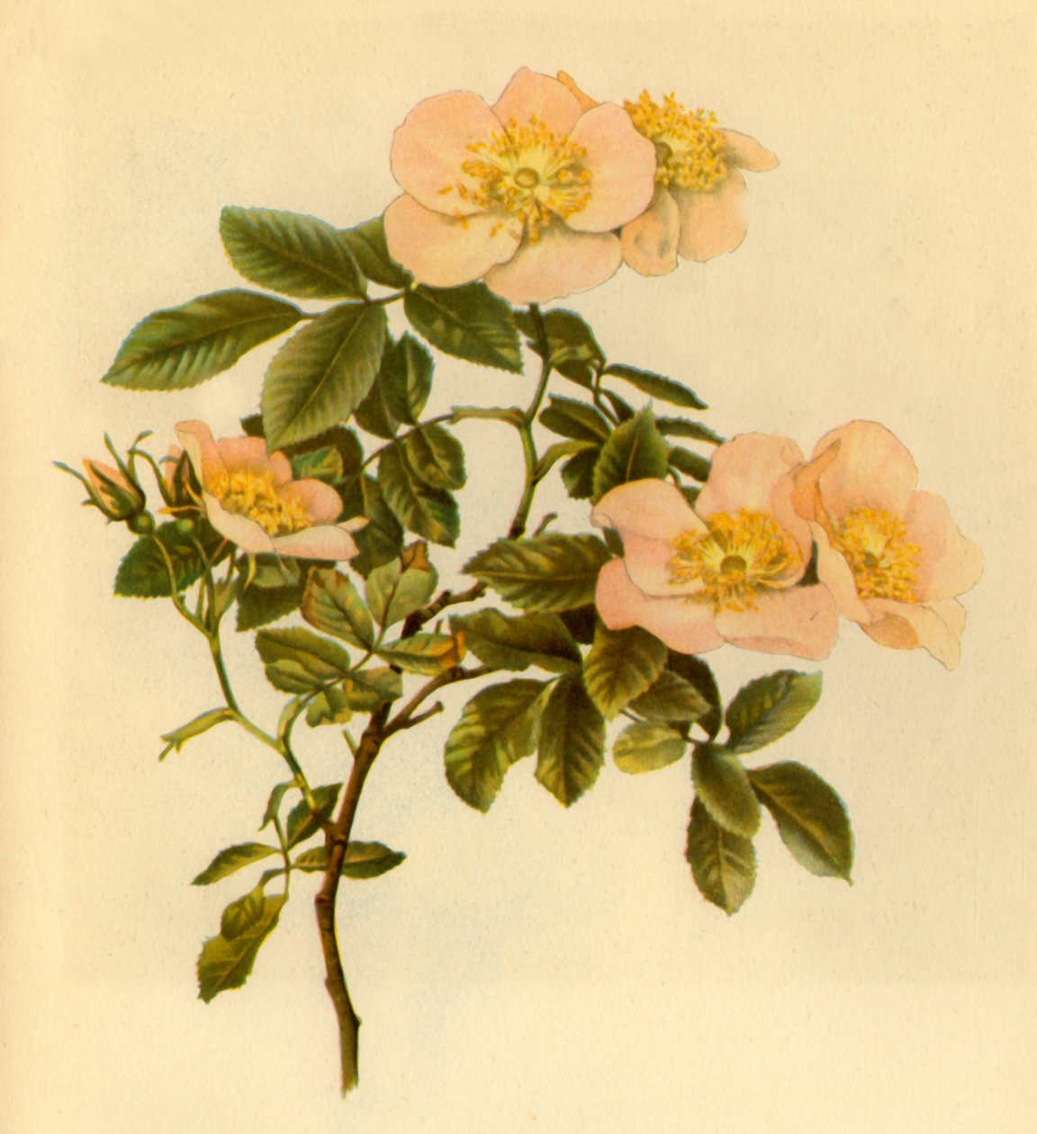 "Psí růže", c1890-1908, 1944. od Alfred William Parsons