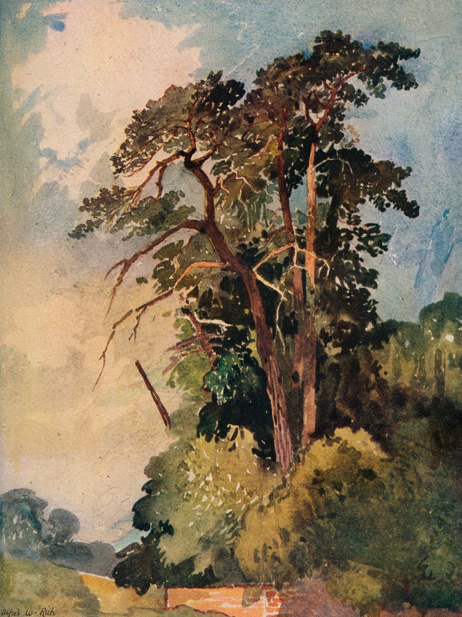 Study of Trees, c1880 od Alfred William Rich