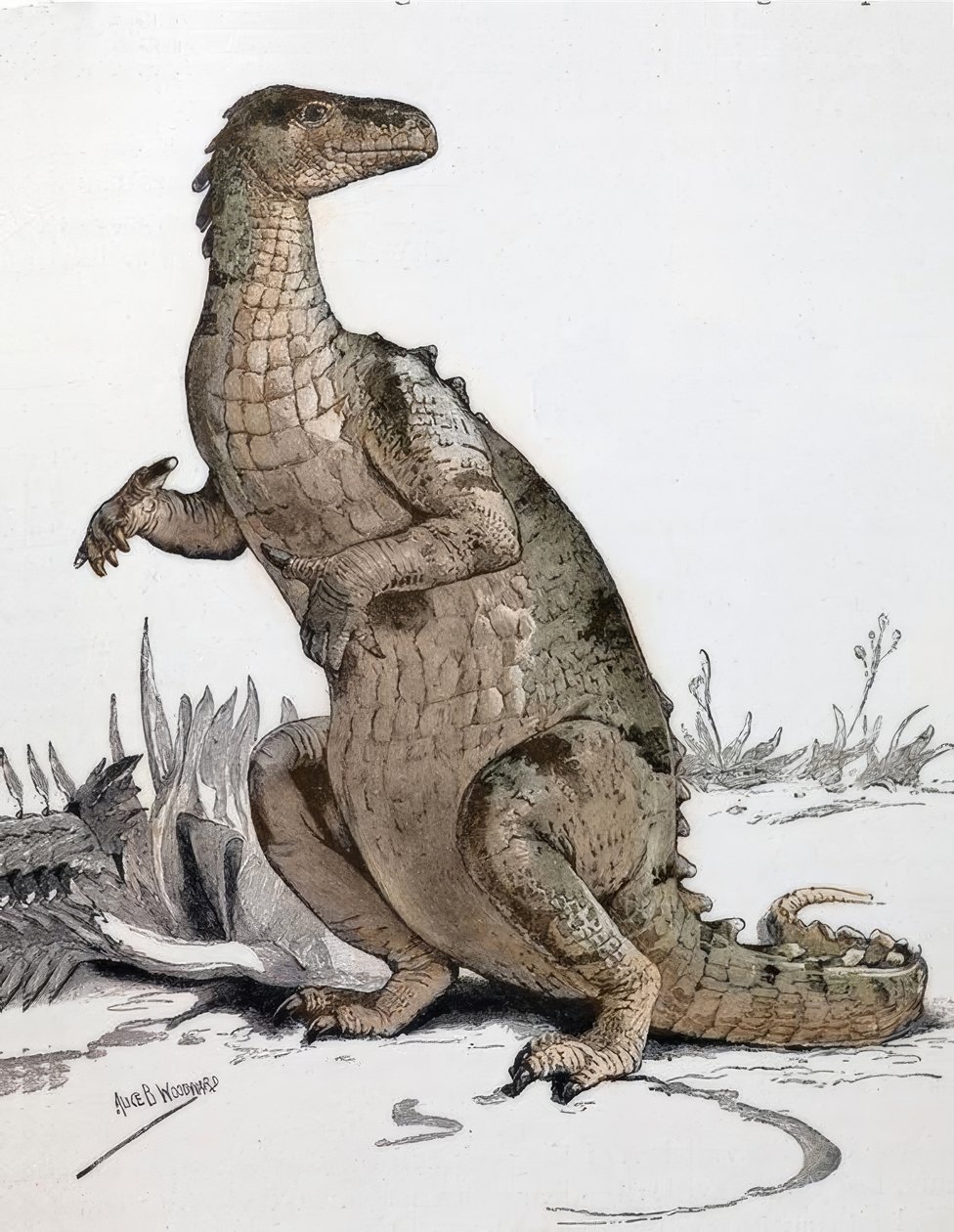 Iguanodon od Alice Bolingbroke Woodward
