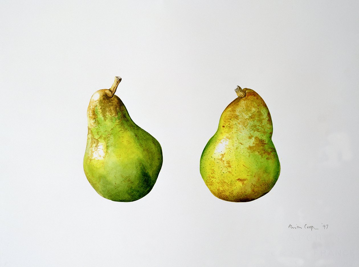 Pár hrušek, 1997 od Alison Cooper