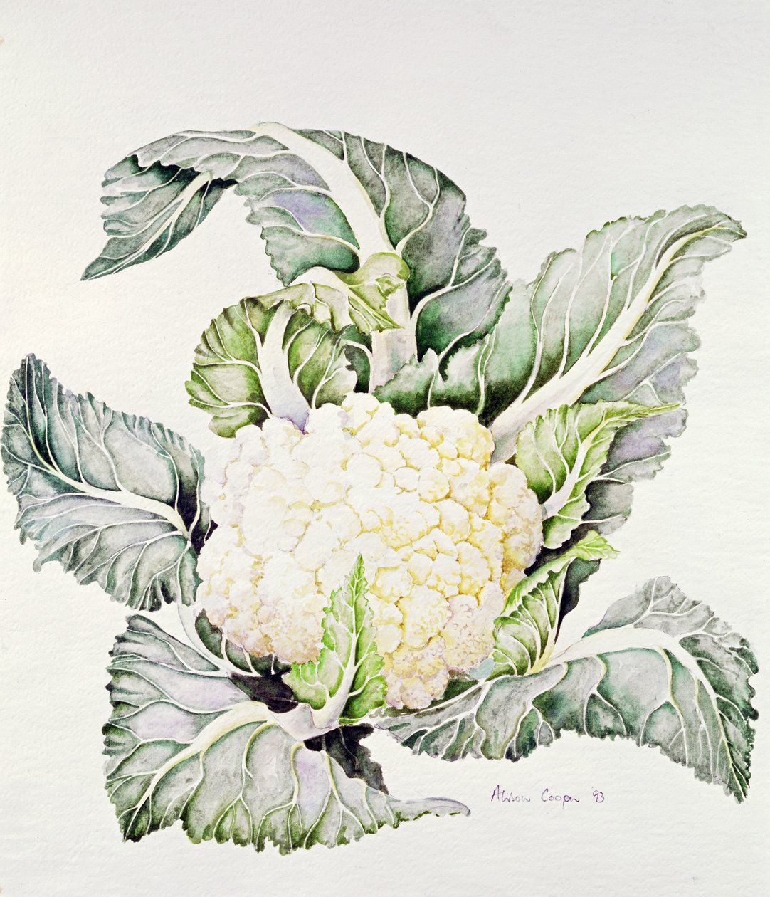 Studie květáku, 1993 od Alison Cooper