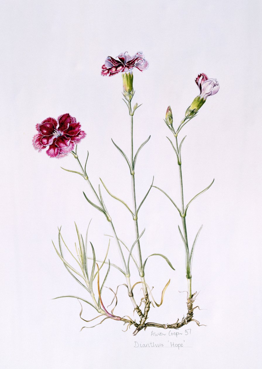 Dianthus Hope, 1997 (wc na papíře) od Alison Cooper