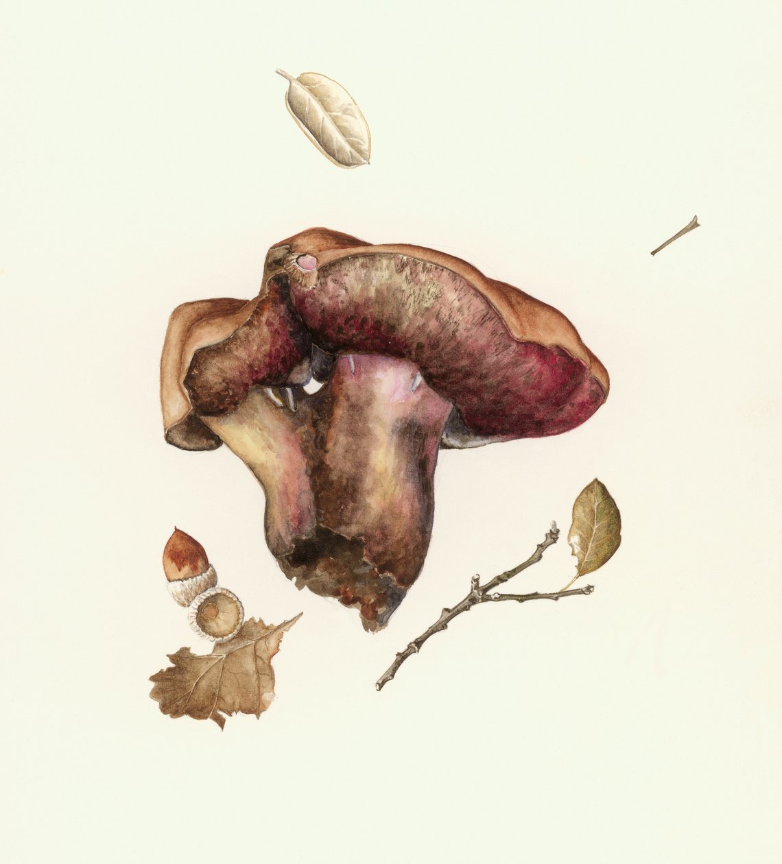 Houba od Alison Cooper