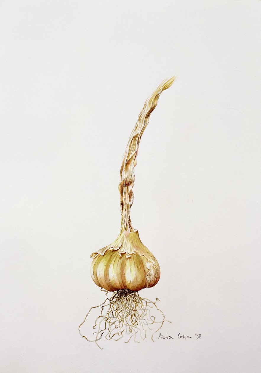 česnek, 1998 od Alison Cooper