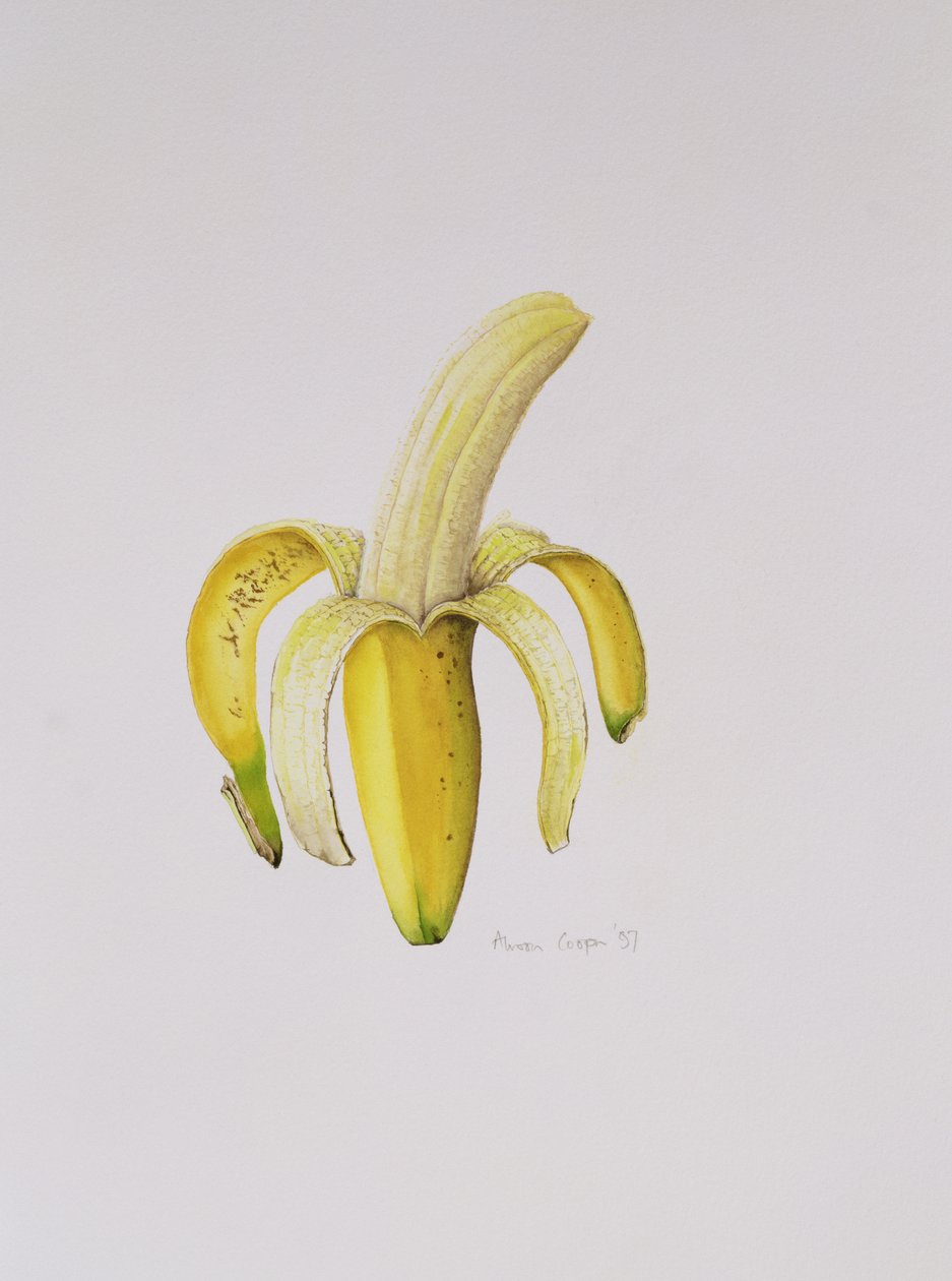 Napůl oloupaný banán, 1997 od Alison Cooper