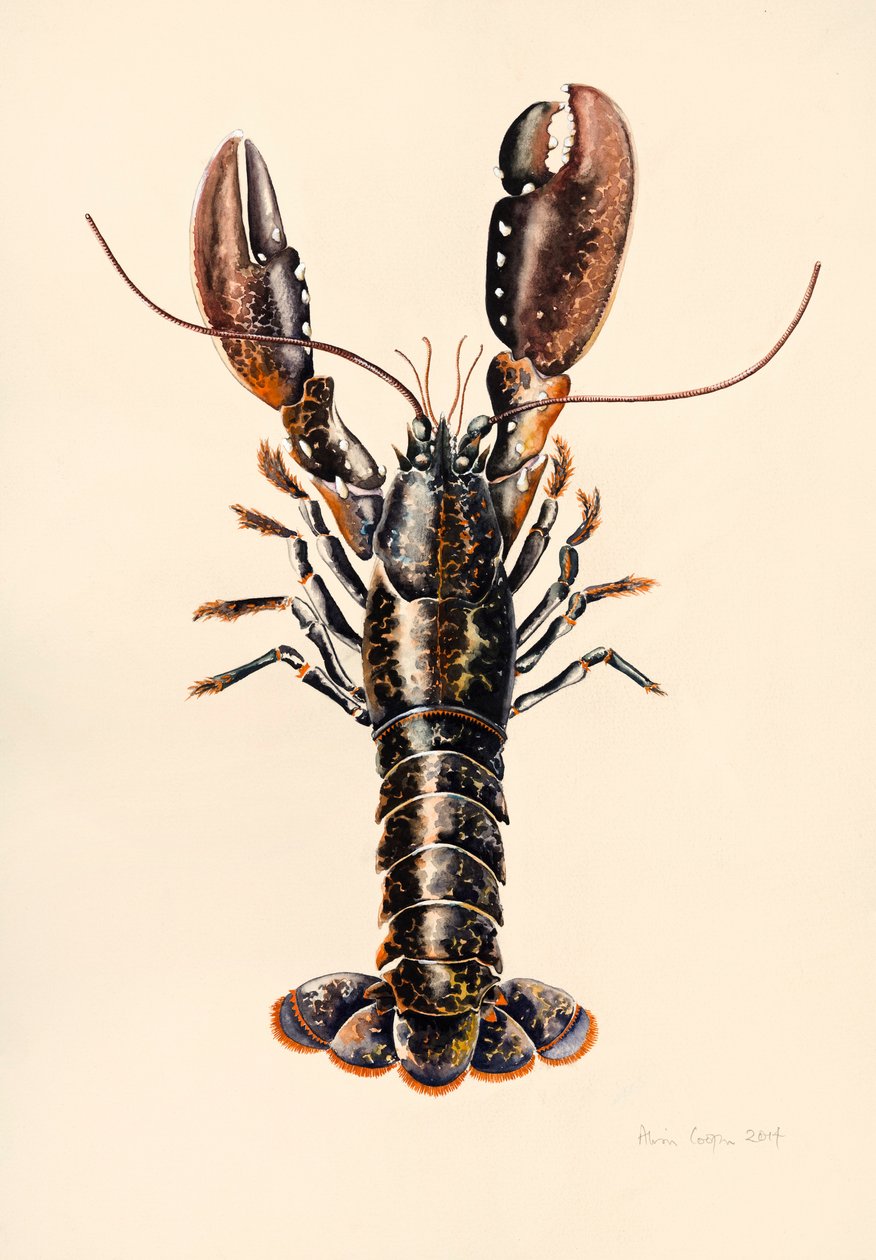 Humr ze Solvy, 2014, akvarel od Alison Cooper