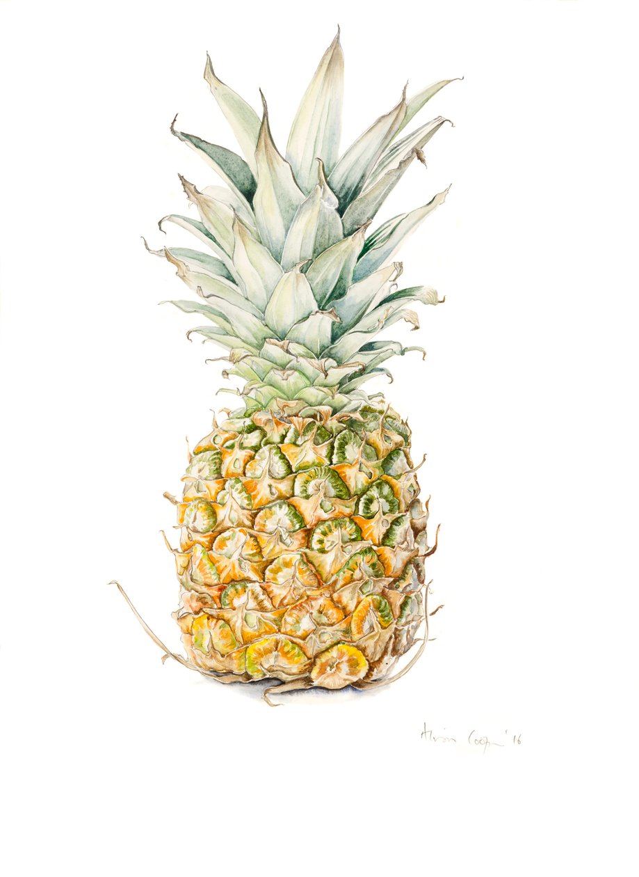 Zralý ananas, akvarel, 2016 od Alison Cooper