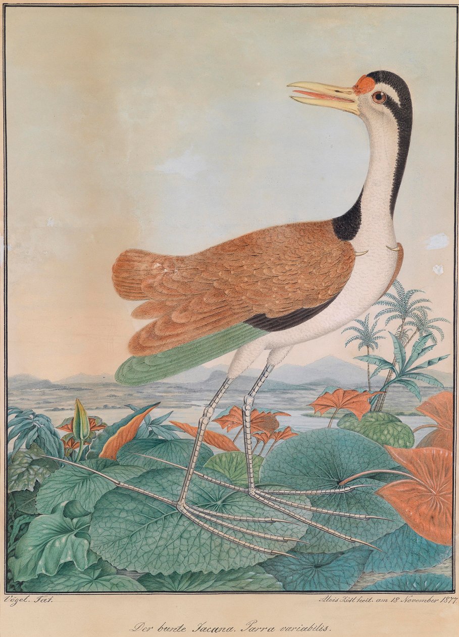 Barevná jacana. Parra variabilis. (barevné čelní křídlo), procházející se po liliovém listí, v pozadí hory a pobřeží od Aloys Zötl