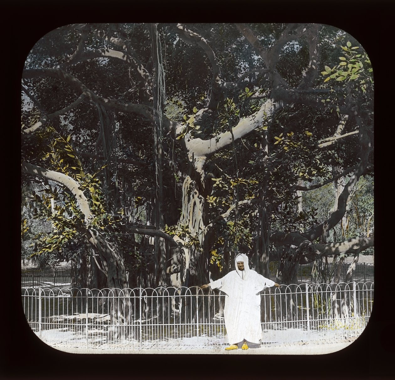 Egypt – Banyan Tree, Esbekiyeh Place, Káhira (skluzavka s lucernou) od American Photographer