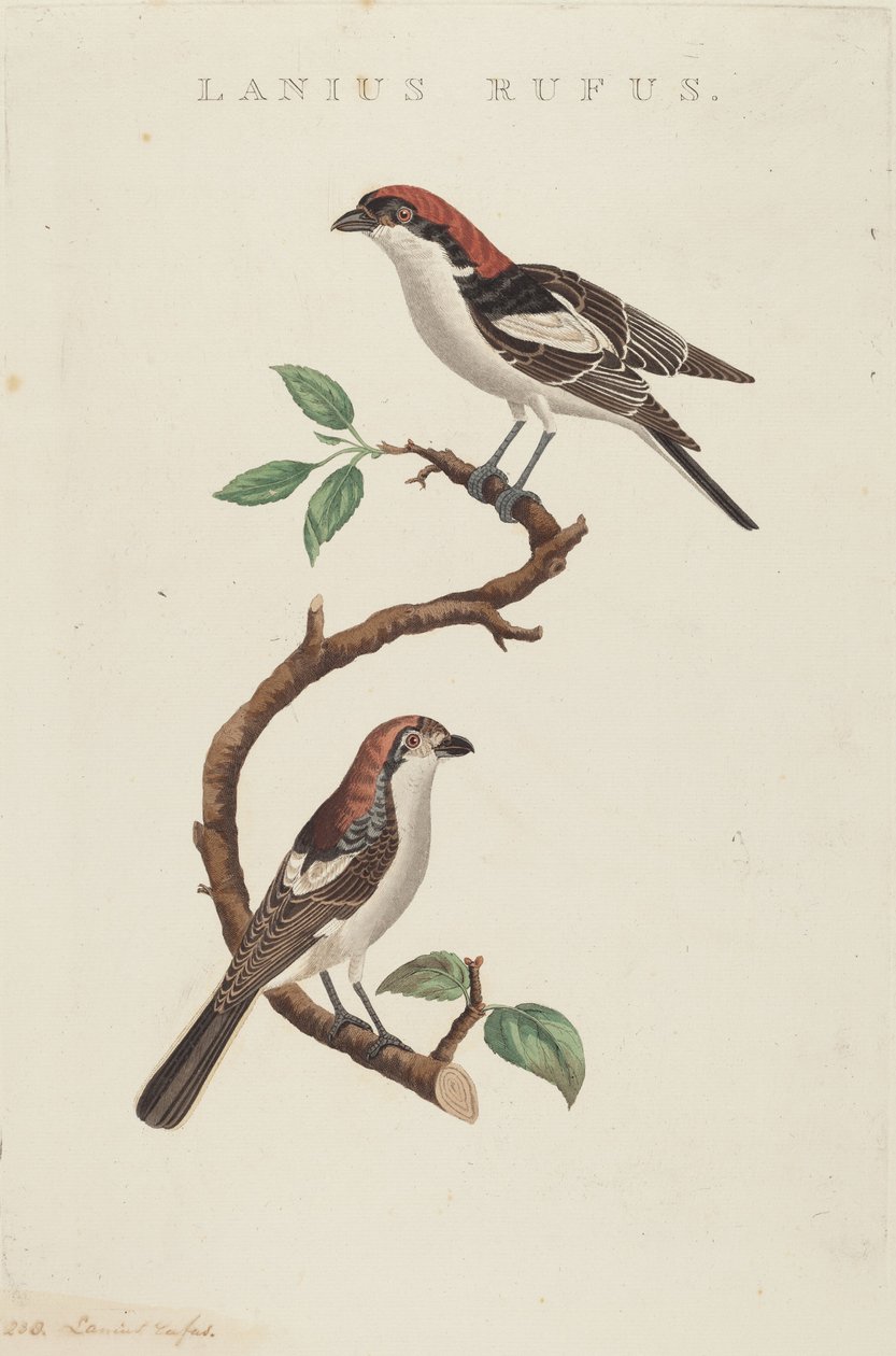 Červená vlna od American 19th Century