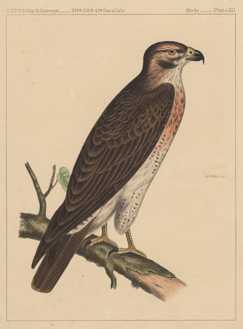 Ptáci, deska XII, 1855 od American School