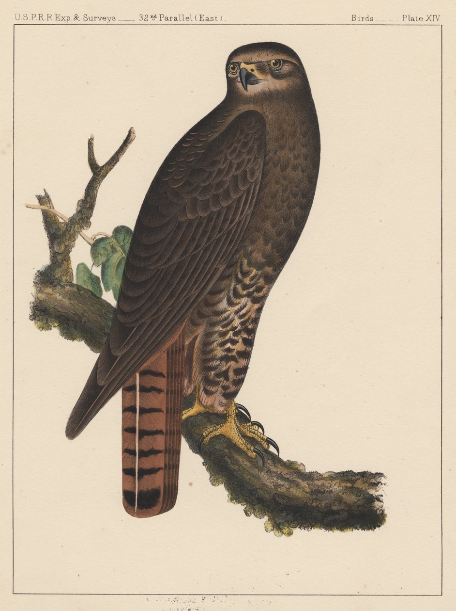 Ptáci, deska XIV, 1855 od American School