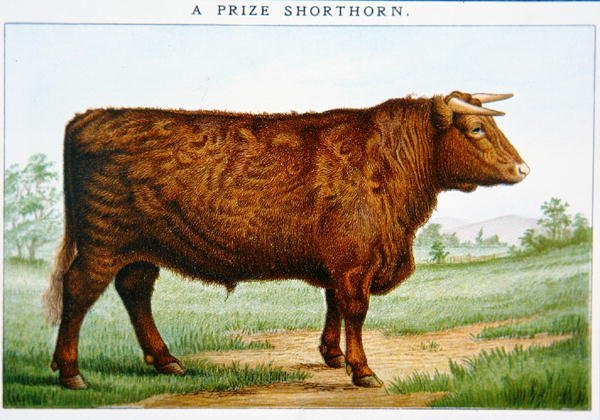 Cena Shorthorn Bull (barva litho) od American School
