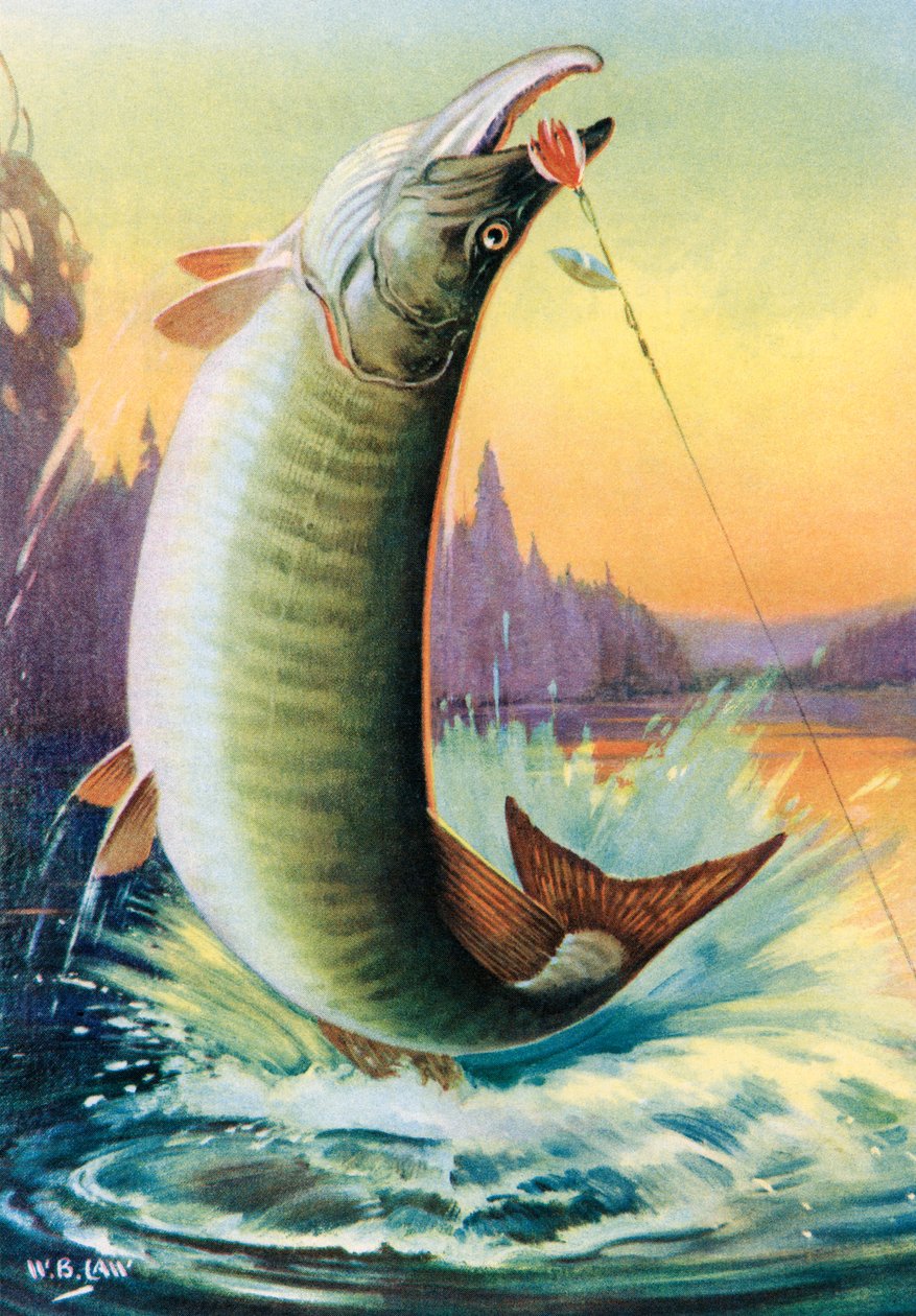 Sportovní rybolov: Skok Muskie od American School