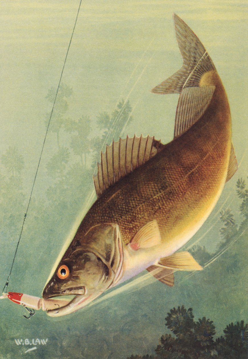 Sportovní rybolov: Walleye Striking a Lure od American School