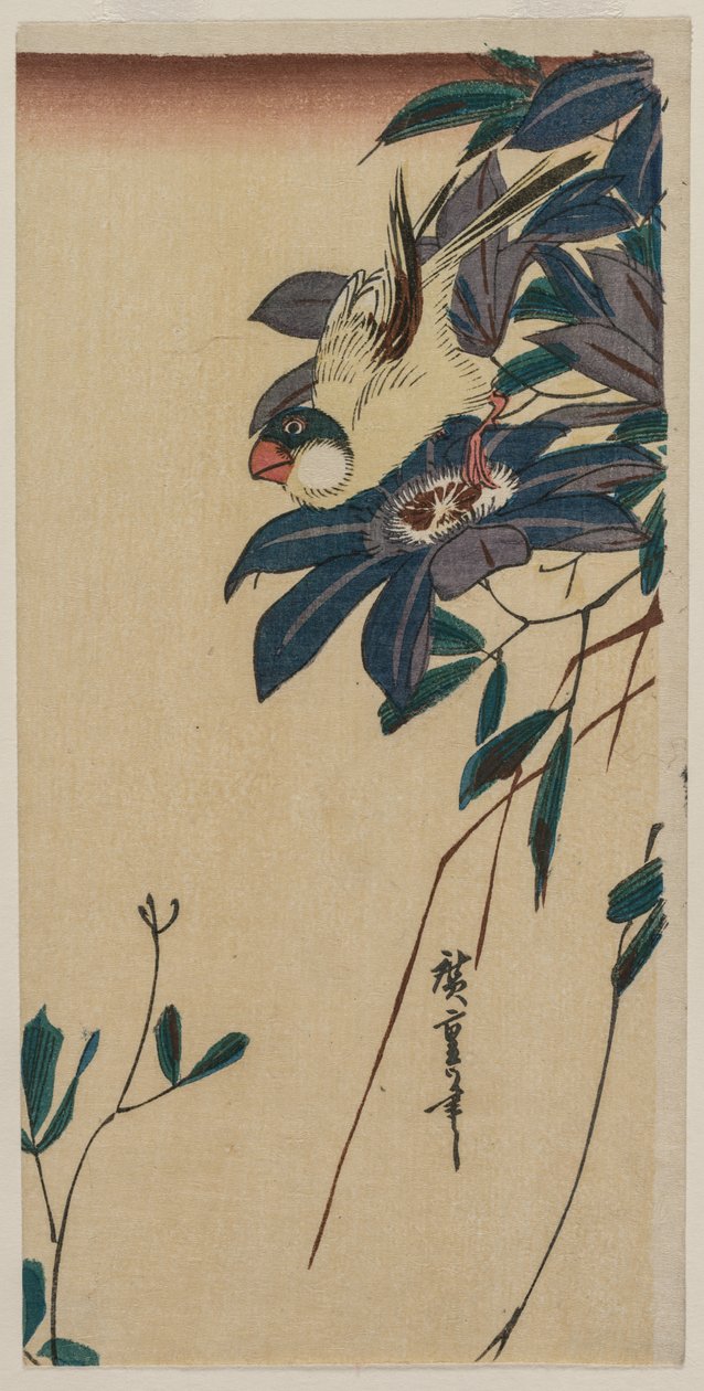 Grosbeak a Clematis, polovina 30. let 19. století. od Ando Hiroshige