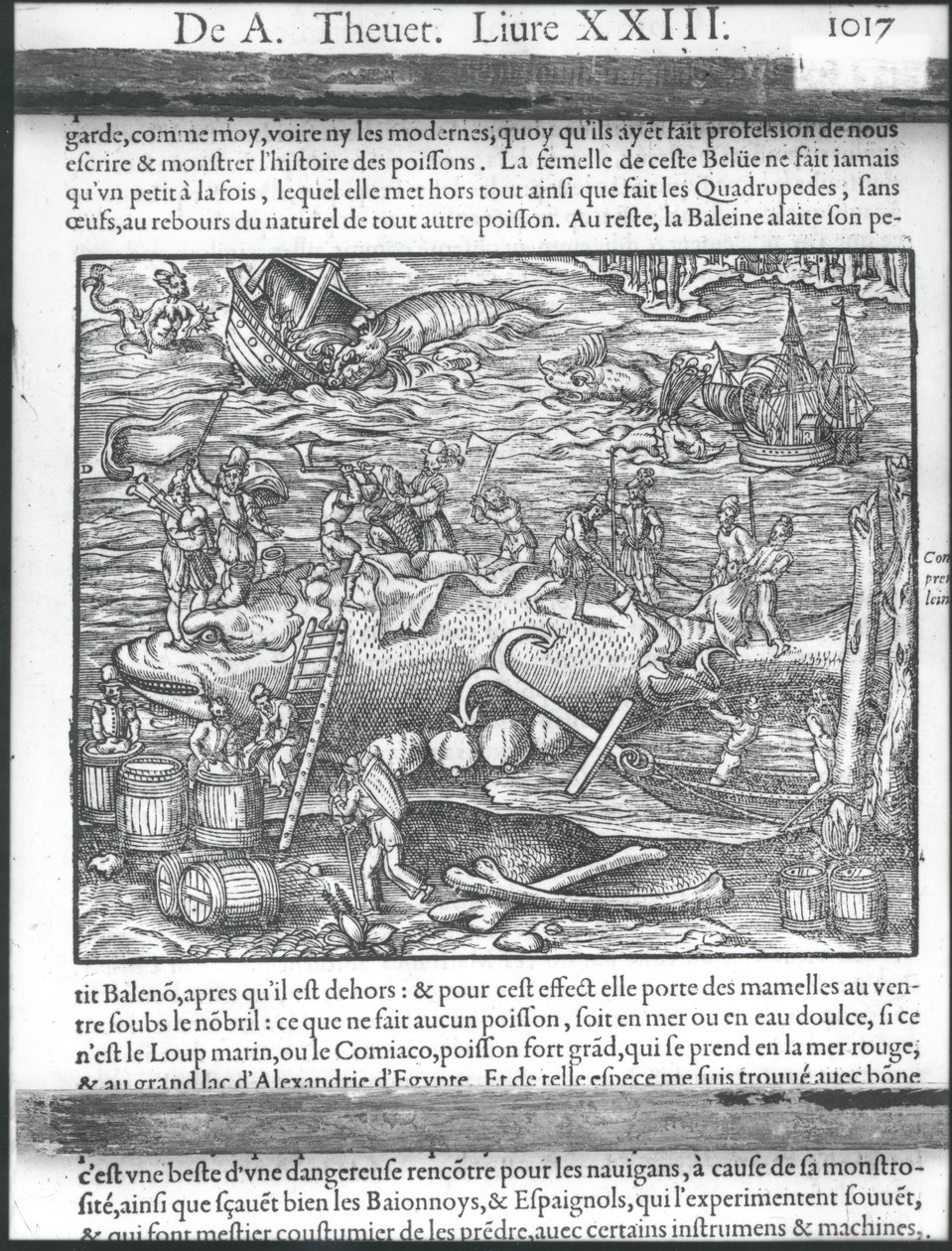Spojování velryby, z „Cosmographie universelle“ od Andreho Theveta, 1575 od Andre Thevet