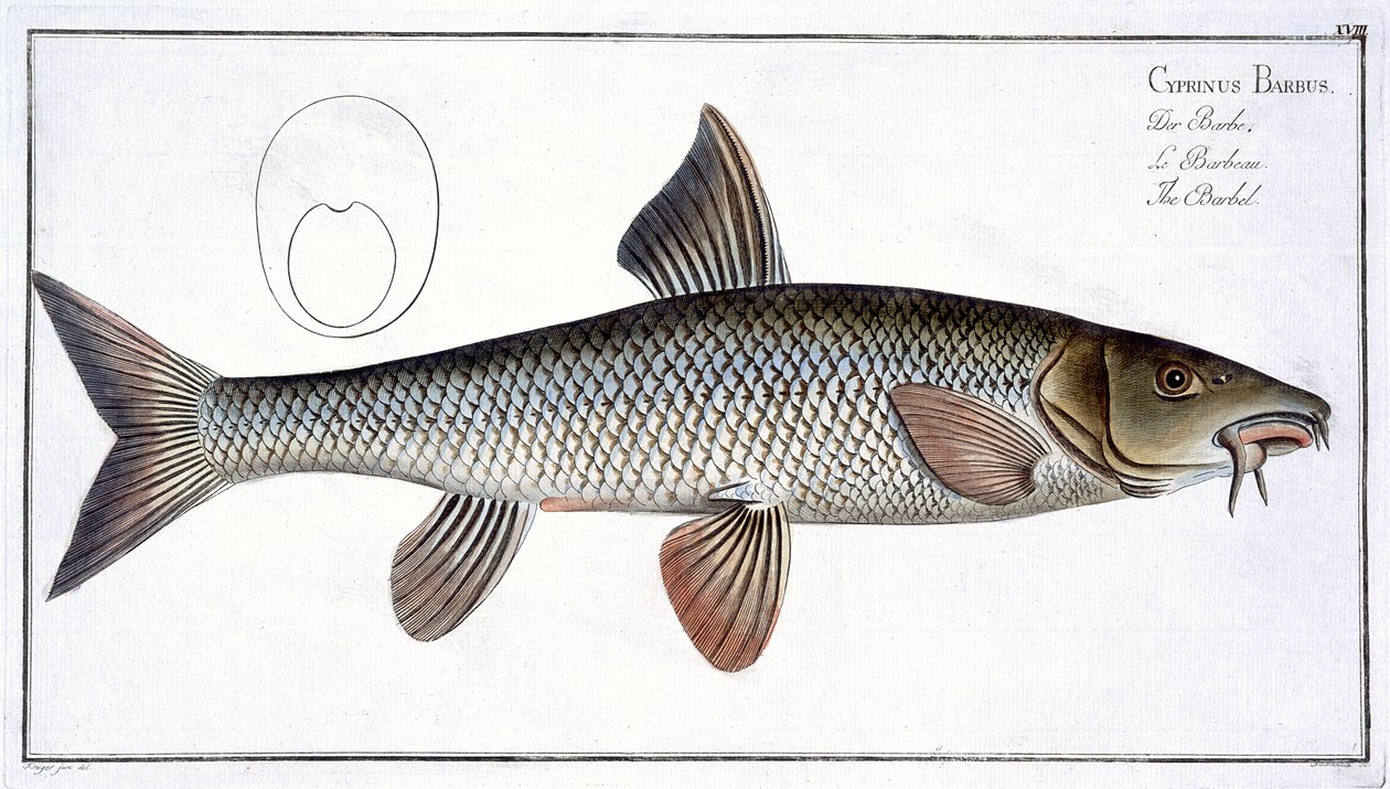 Parna (Cyprinus Barbus) deska XVIII z „Ichthyologie, ou histoire naturelle generale et konkrétní des poisson“, od Marcus Elieser Bloch (1723-99), vyryla Gabriel Bodenehr (1673-1766), publi od Andreas Ludwig Kruger