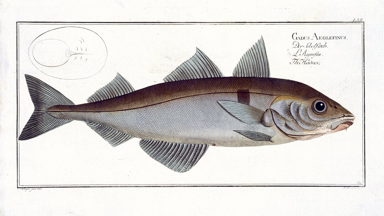 Deska LXII tresky jednoskvrnné (Gadus Aeglefinus) z knihy „Ichthyologie, ou histoire naturelle generale et konkrétní des poisson“, Marcus Elieser Bloch (1723-99), publikovaná kolem 1785-99 od Andreas Ludwig Kruger