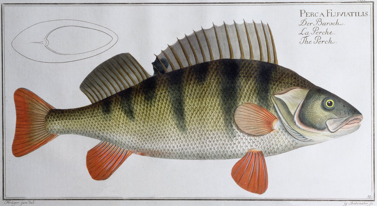 Okoun: vydal Black, cca 1790 (tisk) od Andreas Ludwig Kruger