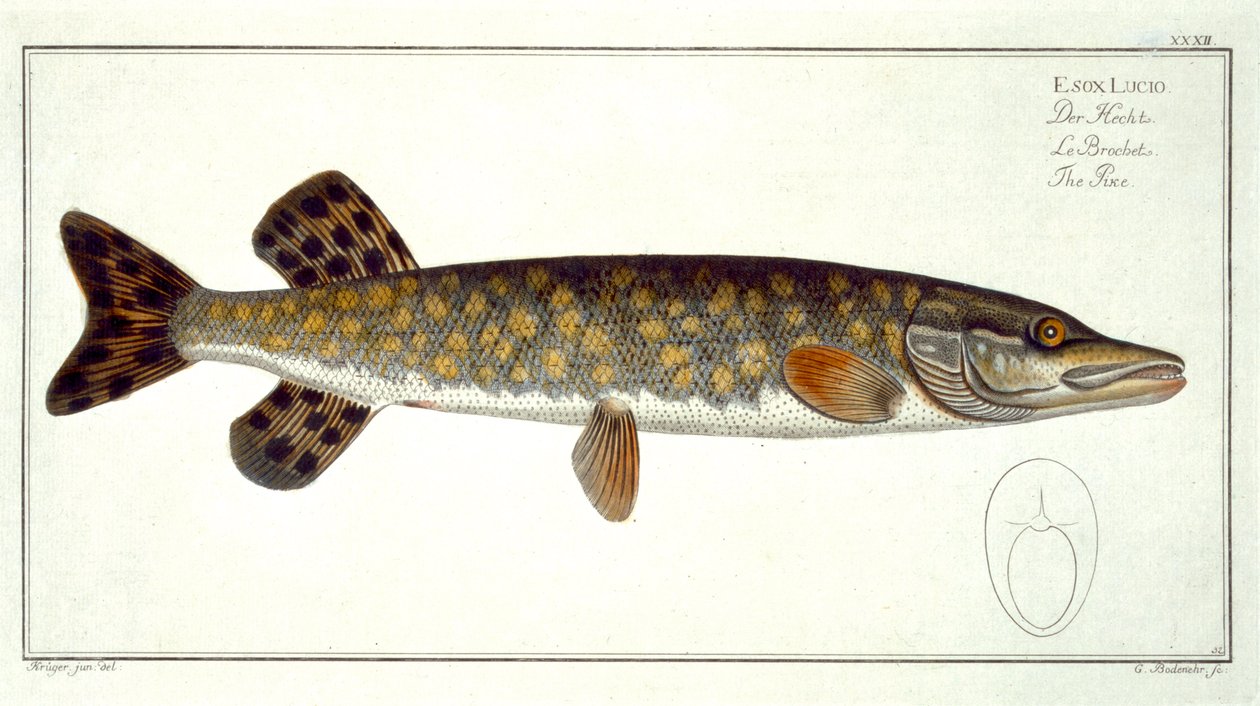 Pike (Esox Lucio) deska XXXII z 