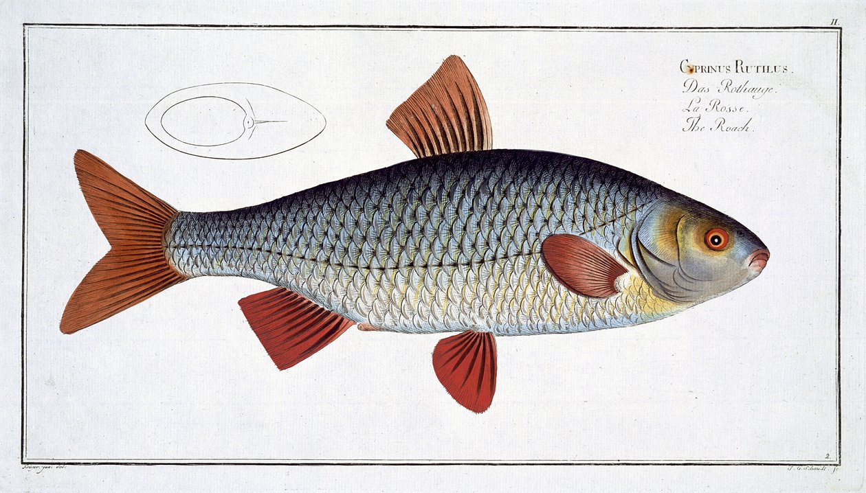Plotice (Cyprinus R utilis) deska II z 