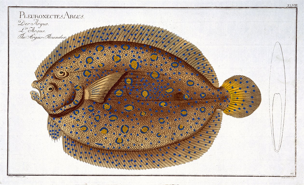 Talíř platýse Argus (Pleuronectes Argus) XLVIII z „Ichthyologie, ou histoire naturelle generale et konkrétní des poisson“, od Marcus Elieser Bloch (1723-99), vyrytý Gabrielem Bodenehrem (1 od Andreas Ludwig Kruger
