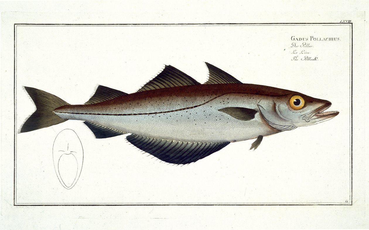 Pollak (Pollachius pollachius) deska LXVIII z „Ichthyologie, ou histoire naturelle generale et konkrétní des poisson“, od Marcus Elieser Bloch (1723-99), vyryl Gabriel Bodenehr (1673-1766 od Andreas Ludwig Kruger
