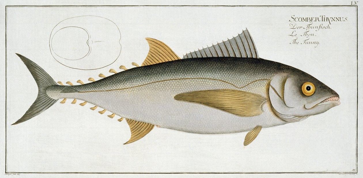 Talíř s tuňákem (Scomber Thynnus) LV z „Ichthyologie, ou histoire naturelle generale et zvláště des poisson“, od Marcus Elieser Bloch (1723-99), vyrytý Ludwigem Schmidtem, publikováno kolem 1785-99 (spol. od Andreas Ludwig Kruger